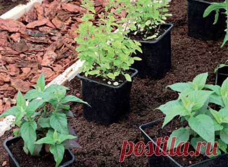 ПРЯНЫЕ ТРАВЫ: СХЕМА ПОСАДКИ