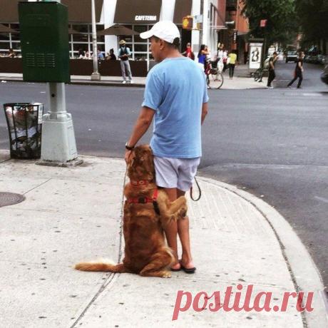 Собака, которая боится звука сирены пожарной машины | Позитив