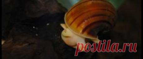 Другие обитатели