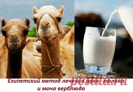 Доброе время суток! Меня зовут Халисат Сулейманова - я фитотерапевт. В 28 лет себя вылечила от рака матки травами (больше про мой опыт выздоровления и почему я стала фитотерапевтом читайте здесь: Моя история). Перед тем как лечиться по народным методам описанным в интернете, просьба, консультируйтесь со специалистом и лечащим врачом! Это сэкономит ваше время и деньги, поскольку заболевания … Читать далее Лечение рака верблюжьим молоком и мочой