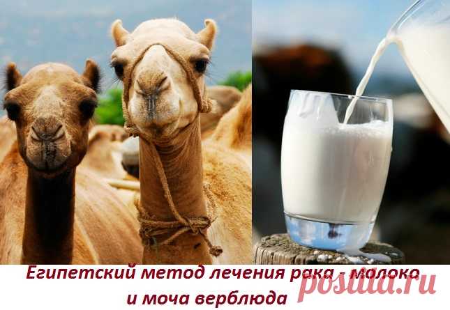 Доброе время суток! Меня зовут Халисат Сулейманова - я фитотерапевт. В 28 лет себя вылечила от рака матки травами (больше про мой опыт выздоровления и почему я стала фитотерапевтом читайте здесь: Моя история). Перед тем как лечиться по народным методам описанным в интернете, просьба, консультируйтесь со специалистом и лечащим врачом! Это сэкономит ваше время и деньги, поскольку заболевания … Читать далее Лечение рака верблюжьим молоком и мочой