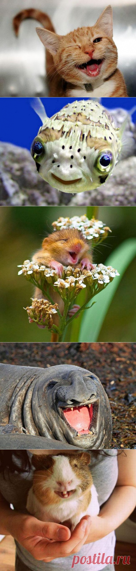 Улучшатели настроения животного мира | Четвероногий юмор