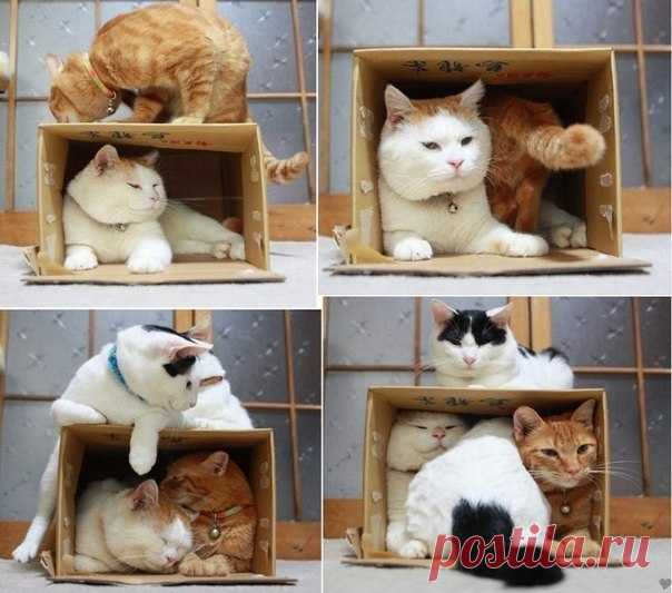 Ловушка для котов работает безотказно)