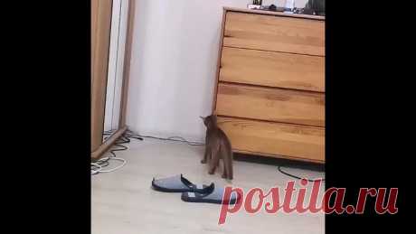Бой с самим собой! Котик-смельчак!