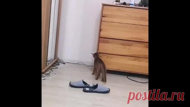 Бой с самим собой! Котик-смельчак!