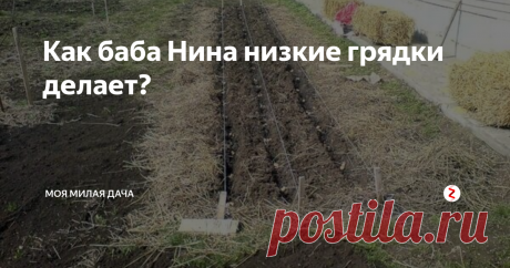 Как баба Нина низкие грядки делает? Поголовно пишут о высоких грядках. Хорошие, замечательные. А что делать, если климат не подходит? Например, дождей нет, а печет как следует?
Мои грядки похожи на корыто. На 10 сантиметров выше идут дорожки. С травой тоже не очень, поэтому приходится приобретать навоз и использовать шелуху от зерновых.
Осенью перекопкой не занимаюсь. Просто на освободившееся место сажаю сидераты: рожь, горчицу или