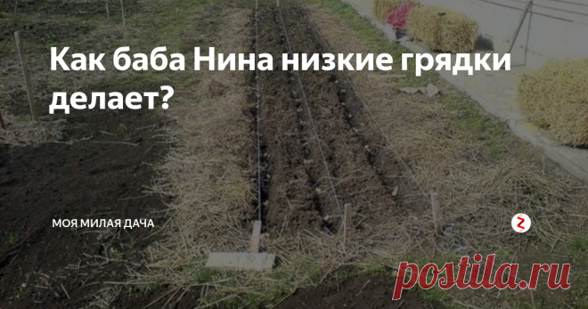 Как баба Нина низкие грядки делает? Поголовно пишут о высоких грядках. Хорошие, замечательные. А что делать, если климат не подходит? Например, дождей нет, а печет как следует?
Мои грядки похожи на корыто. На 10 сантиметров выше идут дорожки. С травой тоже не очень, поэтому приходится приобретать навоз и использовать шелуху от зерновых.
Осенью перекопкой не занимаюсь. Просто на освободившееся место сажаю сидераты: рожь, горчицу или