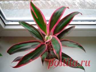 Уход за кордилиной в домашних условиях Кордилина (Cordyline), по информации взятой из разных источников, является представителем семейства Агавовые либо Драценовые. Данный род объединяет около 20 различных видов. В природных условиях это р...