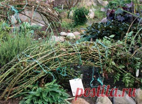 Укрываем розы: личный опыт Татьяны Жирковой на Supersadovnik.ru