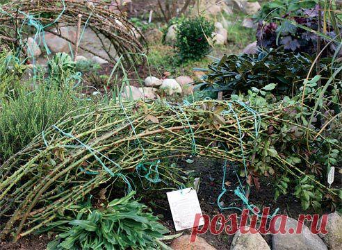 Укрываем розы: личный опыт Татьяны Жирковой на Supersadovnik.ru