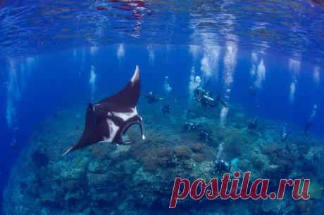 Конкурс подводной фотографии Ocean Art 2020