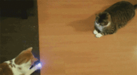 Funny Gif - Omigu