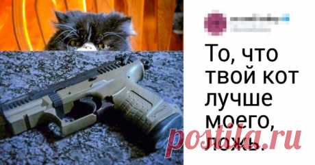 В твиттере спорят о том, чей кот самый крутой. Ваш любимец тоже должен поучаствовать . Милая Я