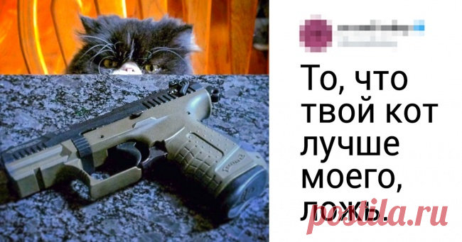 В твиттере спорят о том, чей кот самый крутой. Ваш любимец тоже должен поучаствовать . Милая Я