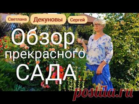 ВЕЛИКОЛЕПНЫЙ  САД Светланы и Сергея Декуновых . Лучшие сорта РОЗ. Лавандовый бордюр. АВГУСТ.