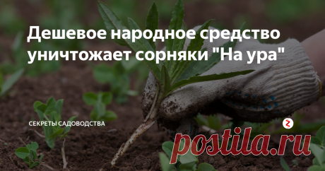 Дешевое народное средство уничтожает сорняки "На ура" Заливаем жидкость в пульверизатор и методично обрабатываем траву там, где её быть не должно.