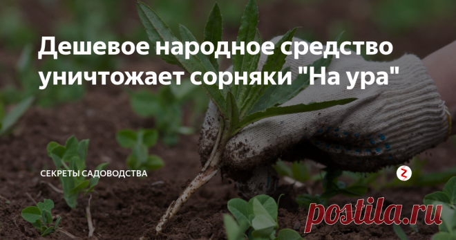 Дешевое народное средство уничтожает сорняки 