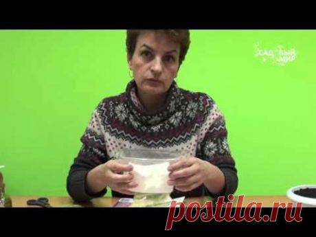 Как вырастить анемоны и ранункулюсы. Сайт &quot;Садовый мир&quot;