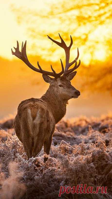 deer