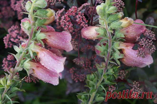 Отличия наперстянки пурпурной и мертонской. Фото — Ботаничка