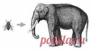 РОДНАЯ РЕЧЬ. Фразеологизмы (3)