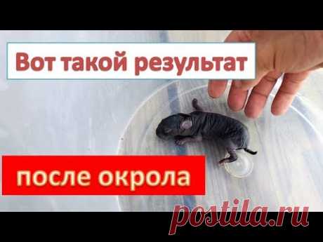 Тихий УЖАС % Такого РЕЗУЛЬТАТА от КРОЛЬЧИХИ мы не ждали % Итоги окрола СЕРЕБРИСТЫХ КРОЛЬЧИХ