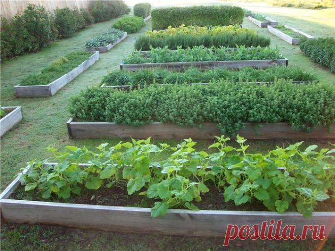 Создание теплой грядки: осенние заботы о будущем урожае Если вы хотите не имея теплицы лакомиться первыми овощами намного раньше соседей, то теплая грядка как раз то, что вам нужно. Имея на участке такую конструкцию, вовсе не обязательно заботиться о приоб…