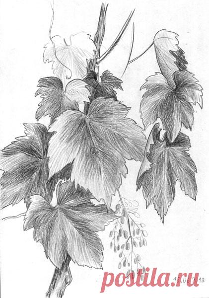 рисуем виноград - Поиск в Google