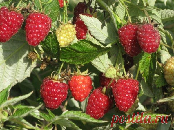 КАК БЕЗ УЩЕРБА ДЛЯ УРОЖАЯ ОМОЛОДИТЬ СВОЙ МАЛИННИК?