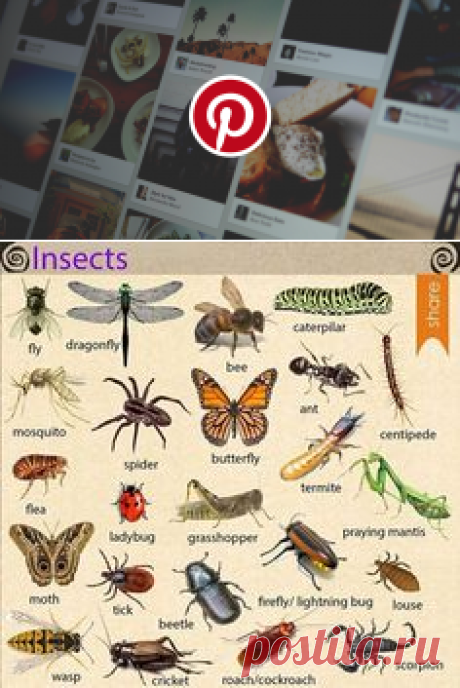 (394) Pinterest