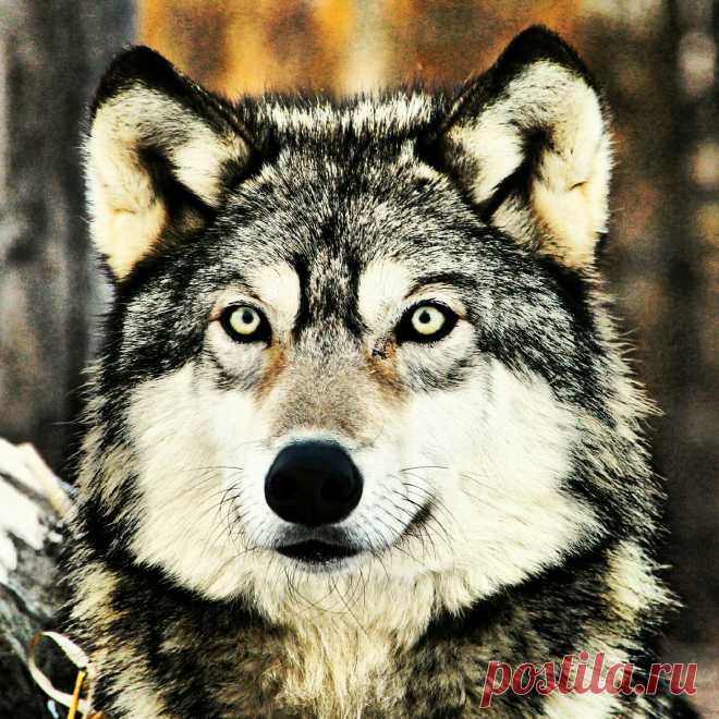 animal edits | McKenzie Greenly | Flickr