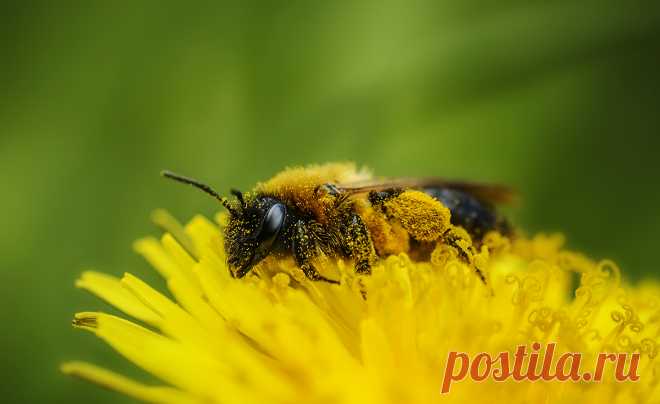Фотография *** из раздела макро №6690131 - фото.сайт - Photosight.ru