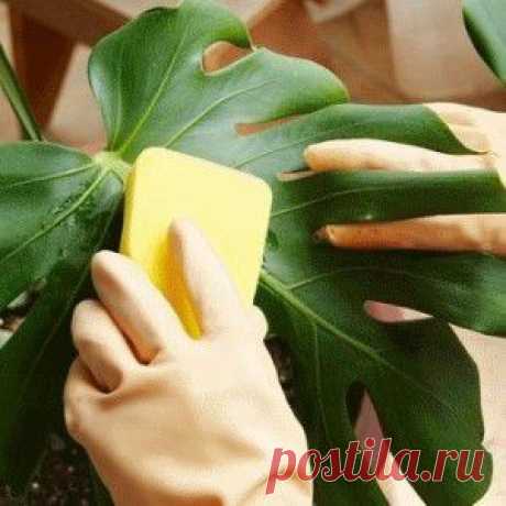 Как приготовить в домашних условиях полировку для комнатных растений?