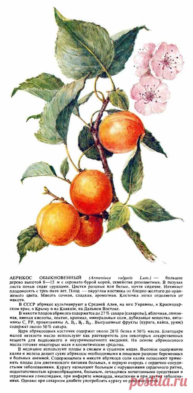 Абрикос обыкновенный