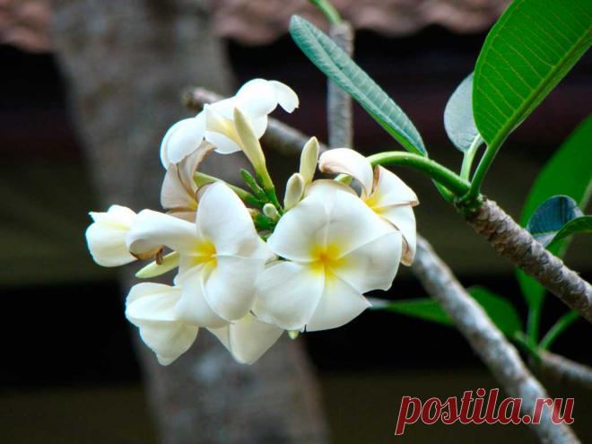 Сад орхидей, Пхукет, Таиланд