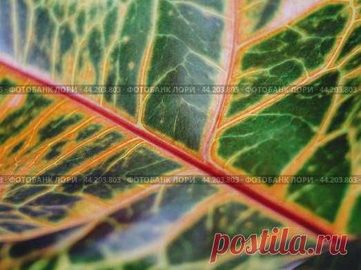 Codiaeum houseplant leaf close-up, nature pattern background Стоковое фото, фотограф Ilaronsia / Фотобанк Лори