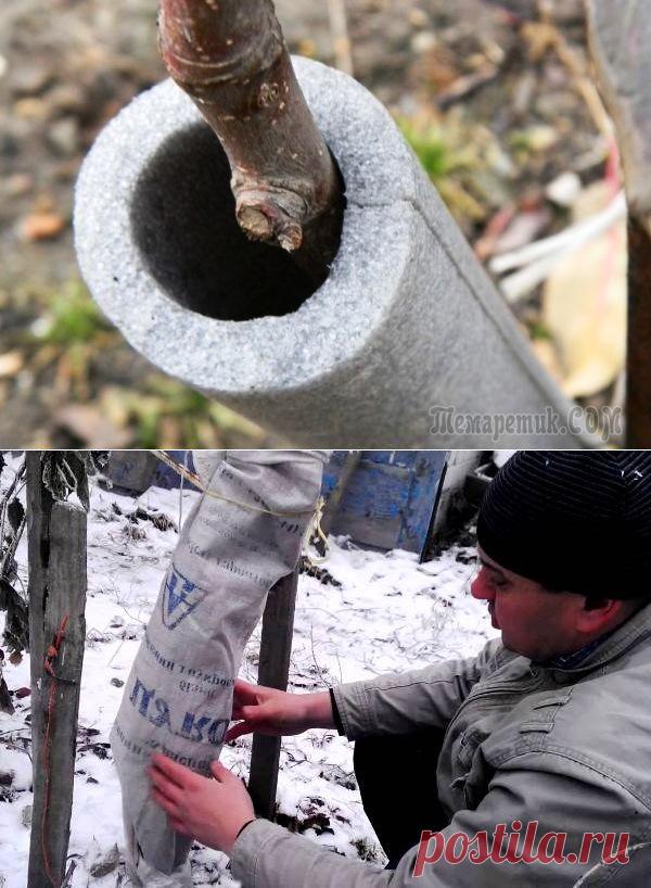 Укрывать яблони молодые на зиму. Как утеплить молодую грушу. Как утеплить молодую грушу. Выпревание корневой шейки у черешни. Укрытие яблонь на зиму.