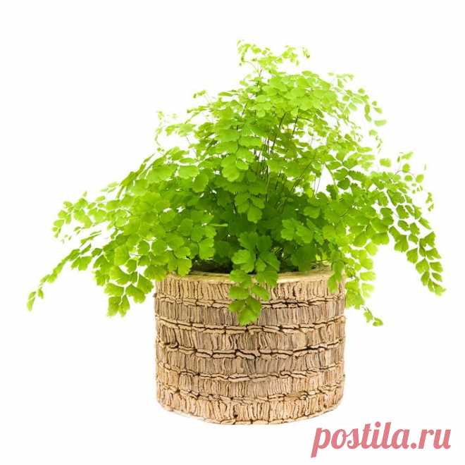 7 лучших комнатных растений, которым не надо много света