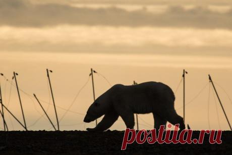 А где же снег и лед?