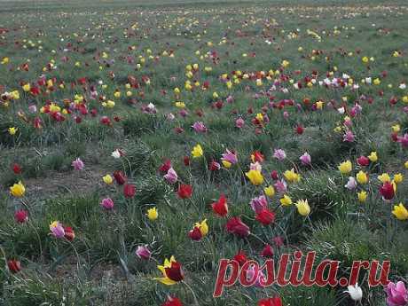 не могу не восхищаться чудесами природы!!!!это здесь не побывала" нога" человека....и это здорово!!!
Юрий ( читай статус )
Степные тюльпаны !!!! В Актюбинской степи !!!!Не забудьте поставить КЛАСС -пускай другие увидят .
•••в продолжении опрос