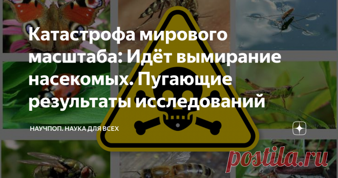 Катастрофа мирового масштаба: Идёт вымирание насекомых. Пугающие результаты исследований Учёные считают этот процесс феноменом планетарного масштаба. Если не сможем остановить этот процесс, то последствия будут катастрофическими.