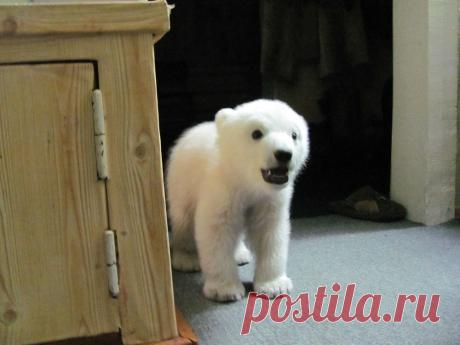 Спасение медвежонка (13 фото)