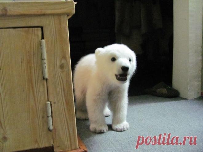 Спасение медвежонка (13 фото)