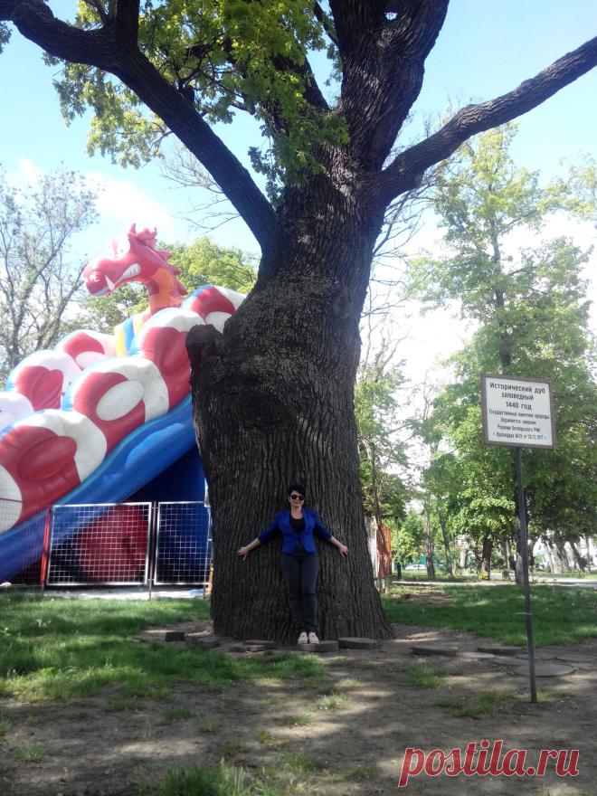 исторический заповедный дуб