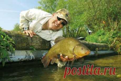 Линь: на что ловить? Секреты ловли линя - FB.ru