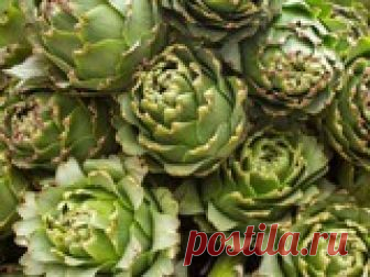 Артишоки в огороде: как вырастить? Артишоки, родиной которых принято считать Средиземноморье, были введены в культуру еще задолго до наступления нашей эры, однако в Россию их впервые завезли из Голландии лишь в восемнадцатом столетии. При этом на протяжении весьма продолжительного срока они считались самым настоящим деликатесом, который могли позволить себе только богатейшие слои русской аристократии. А сейчас при желании вырастить артишоки на собственном участке может люб...