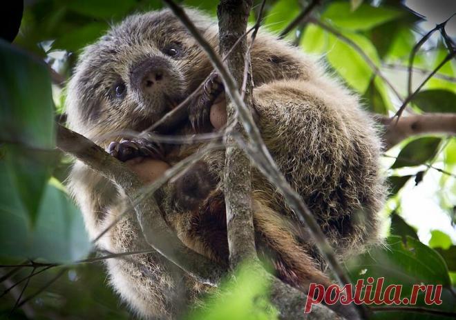 «Дpeвесный дикобраз #Древесный_дикобраз #животные #грызун» — карточка пользователя Александр Бобров в Яндекс.Коллекциях