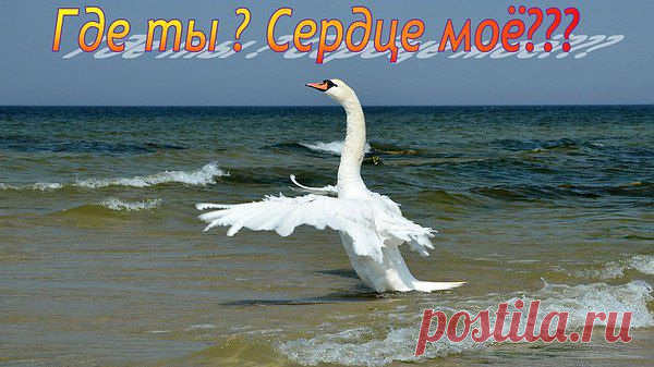 Если душа — это умение любить, быть преданным и благодарным, то животные обладают ею в большей степени, чем многие люди.

 Джеймс Херриот
