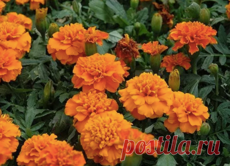 Отцвели бархатцы? Не выбрасывайте их, они очень полезны. Сохраните и расскажите друзьям | Это сад | Яндекс Дзен