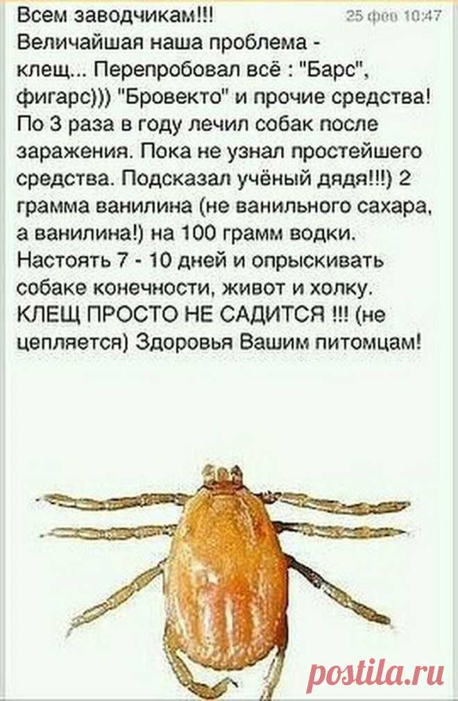 Ванилин от клеща!